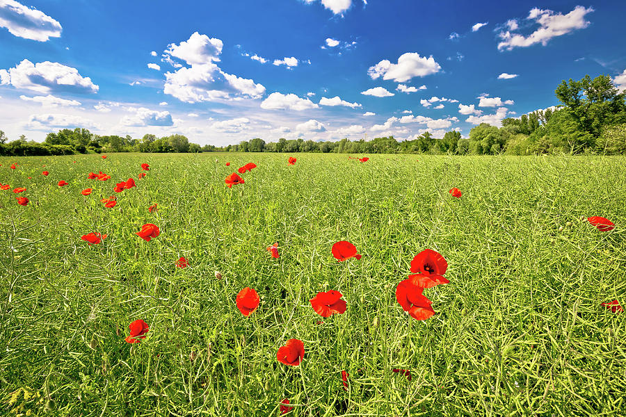 Poppy flower field and green landscape Photograph by Brch Photography
