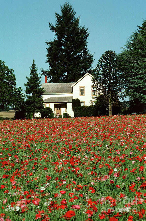 Poppy Flower Fields in Oregon Photograph by Wernher Krutein