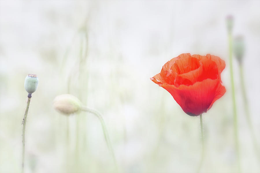 Poppy flower floating in the meadow Photograph by Dirk Ercken
