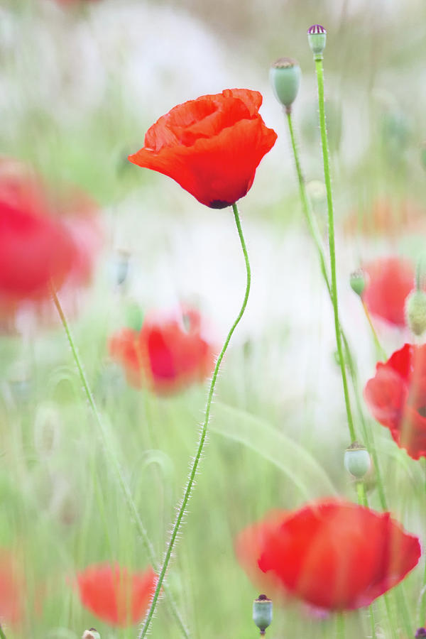 Poppy flower meadow Photograph by Dirk Ercken