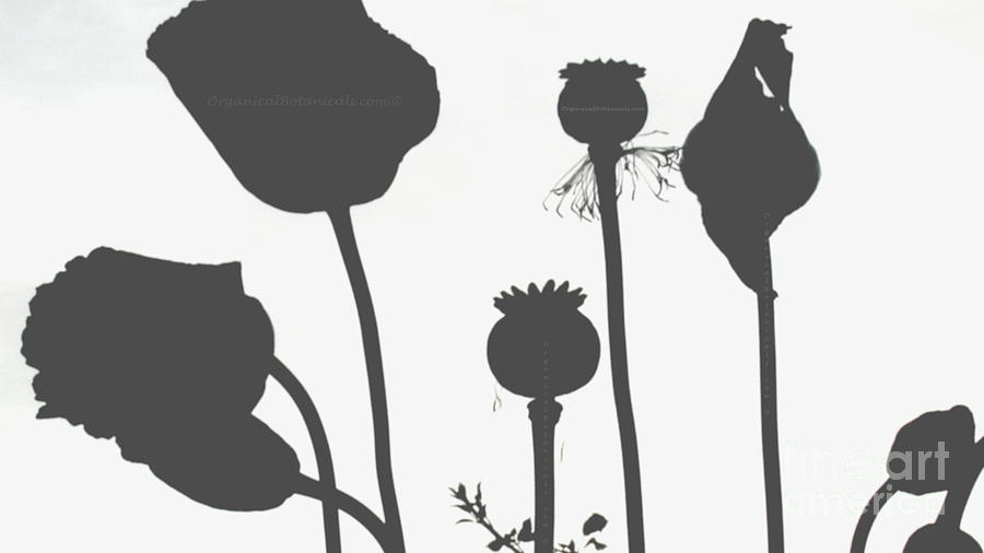Black And White Photograph - Poppy Flower Seed Pods Black and White  by Jordan W
