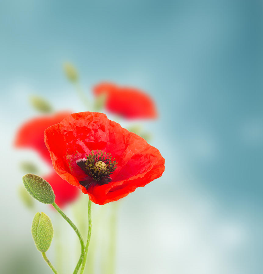 Poppy Flowers Photograph by Anastasy Yarmolovich