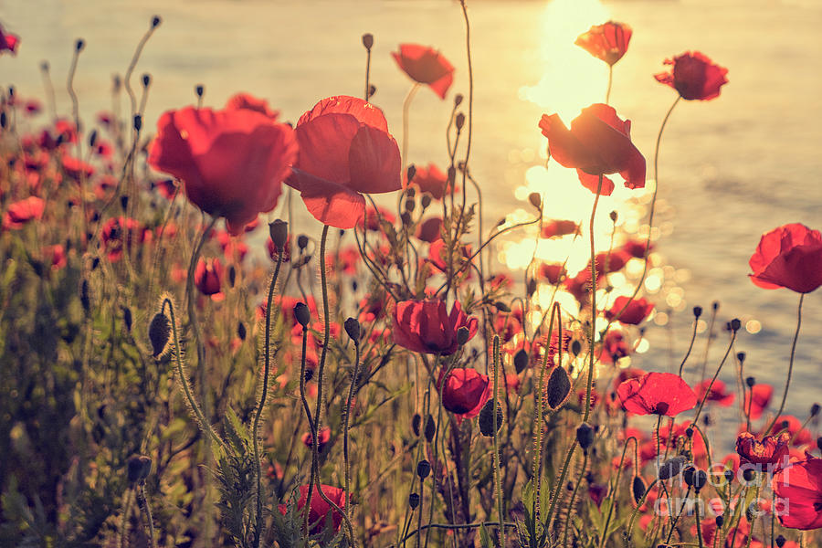 Poppy flowers at sunset Photograph by Patricia Hofmeester