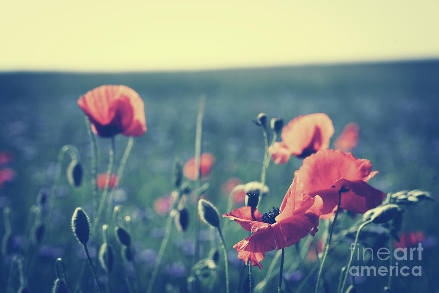 Poppy flowers on the green field in a close-up. Photograph by Michal Bednarek