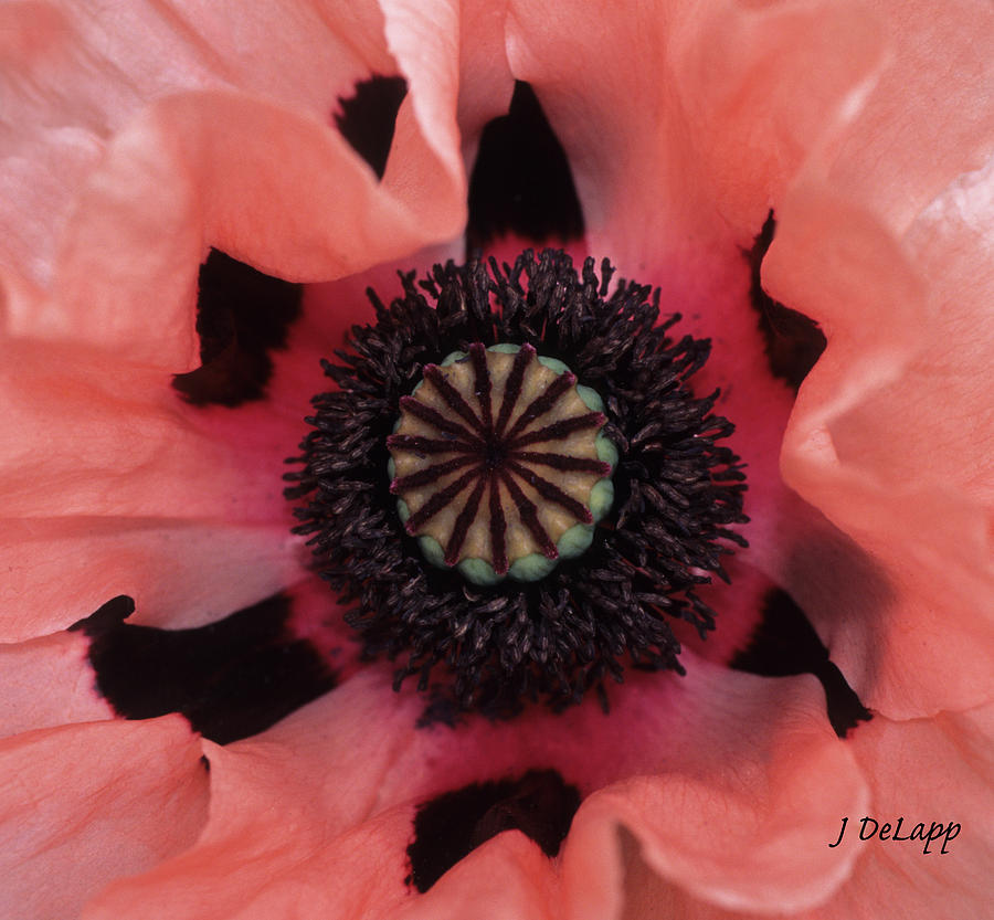 Poppy Folding In V2 Photograph by Janet DeLapp