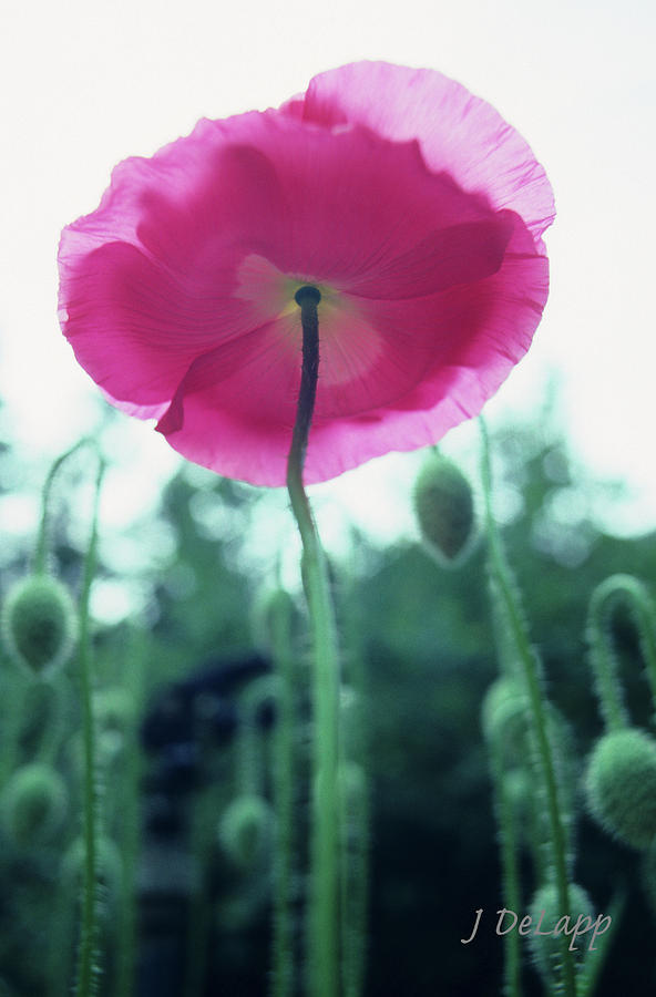 Poppy form Behind V1 Photograph by Janet DeLapp
