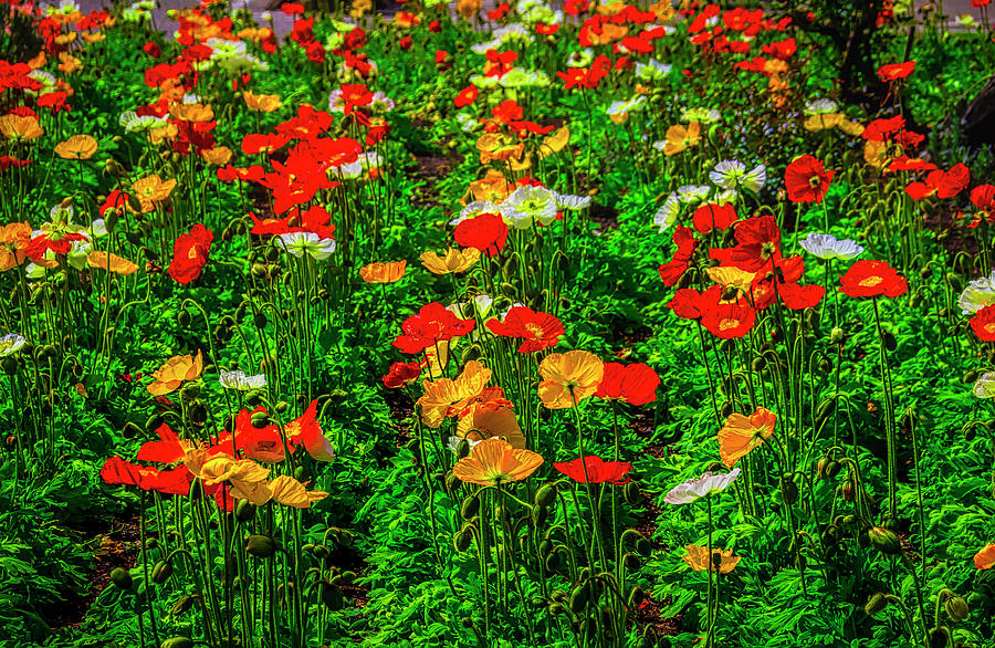Poppy Garden Photograph by Garry Gay