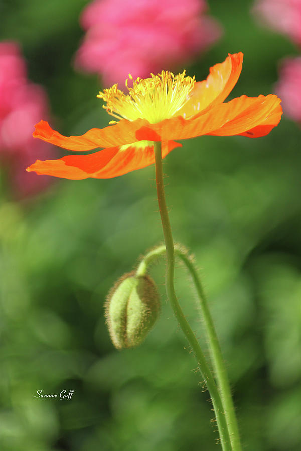 Poppy Glow Photograph by Suzanne Gaff