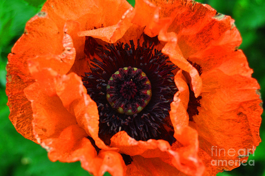 Poppy Happening Painting by Diane E Berry