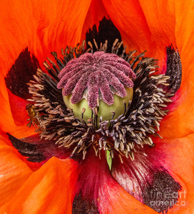 Poppy Heart 2 Photograph by Chris Thaxter