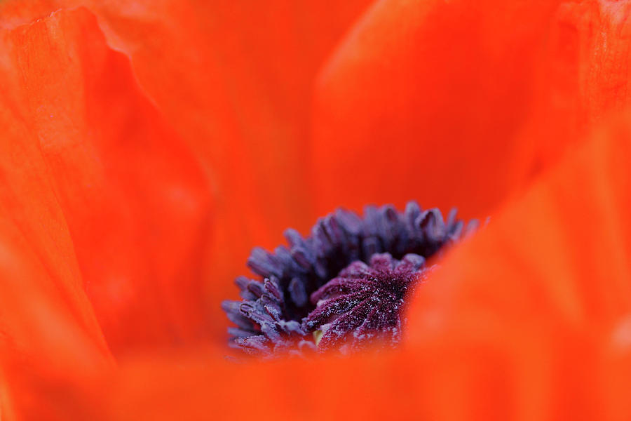 Poppy Heart Photograph by Debbie Oppermann