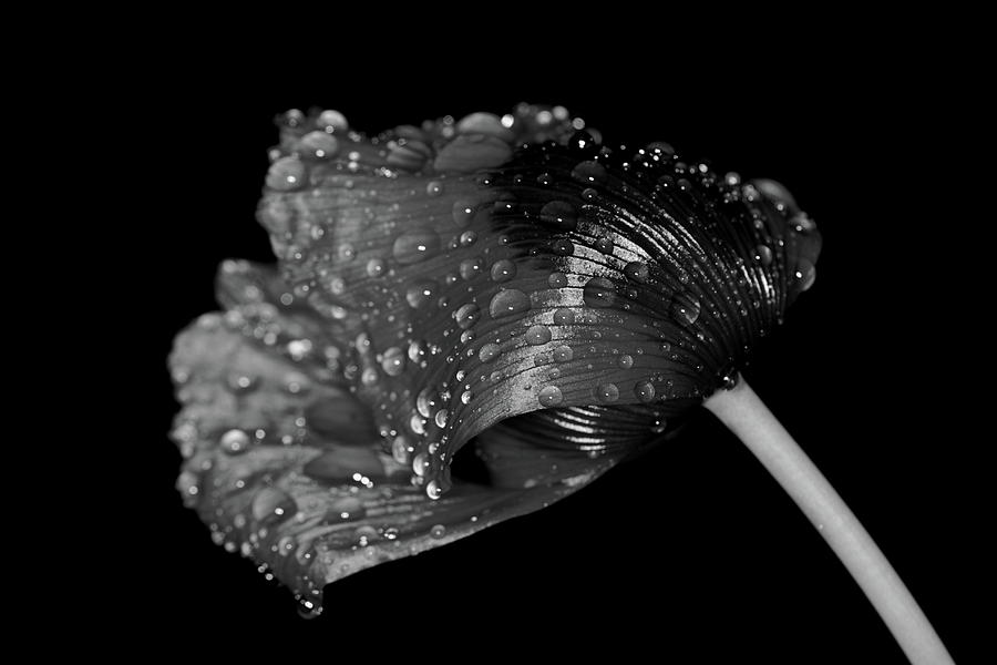 Poppy Photograph by Ian Sanders