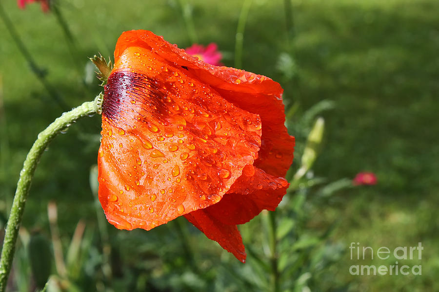 Red Poppy II Photograph by Teresa Zieba