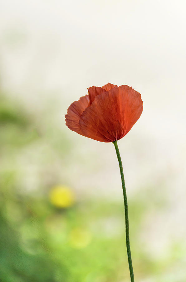 Poppy III Photograph by Paulo Goncalves