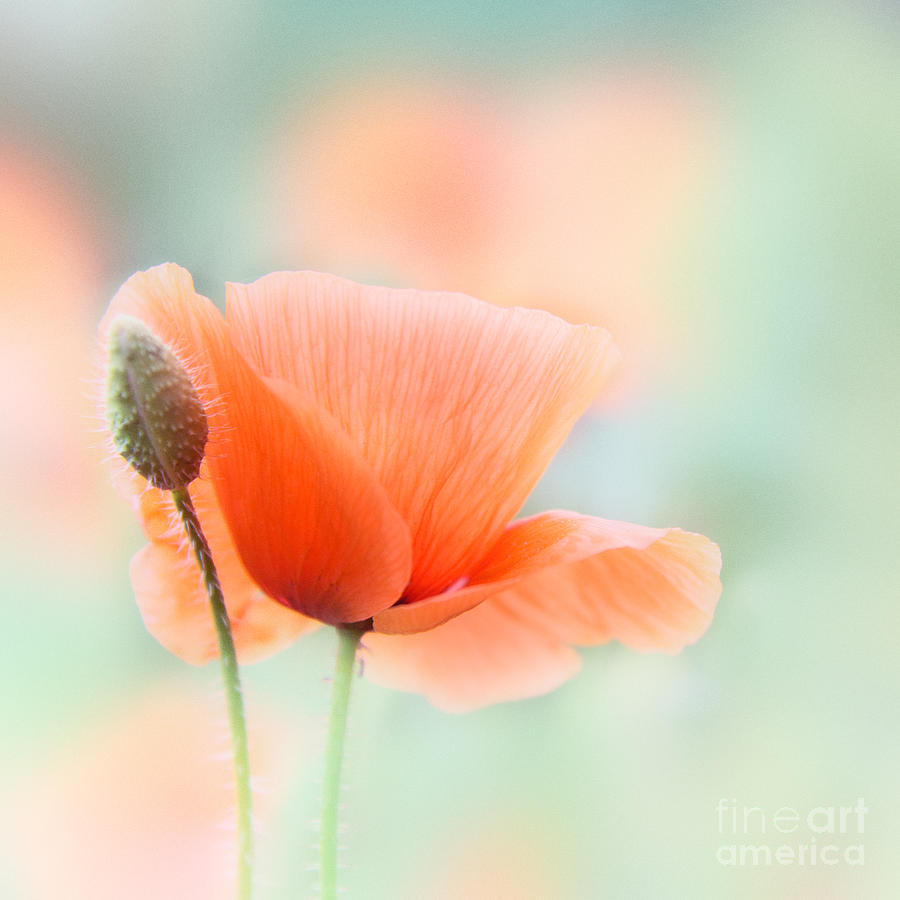 Poppy Impression Photograph by Janet Burdon
