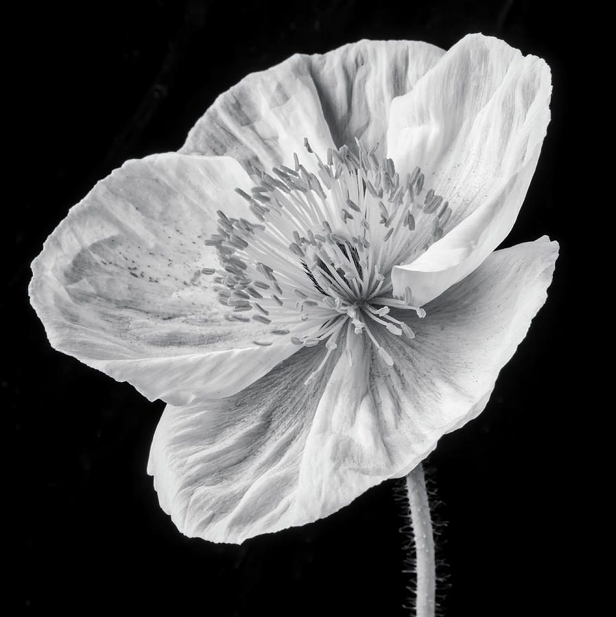 Poppy In Black And White Photograph by Garry Gay