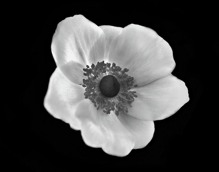 Poppy in black and white Photograph by Lilia S