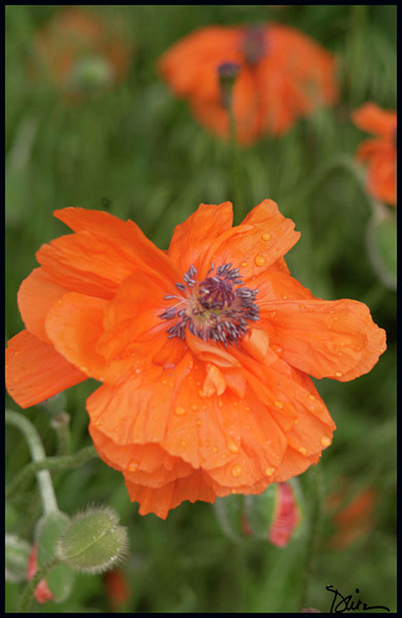 Poppy in Bloom Photograph by Peggy Dietz