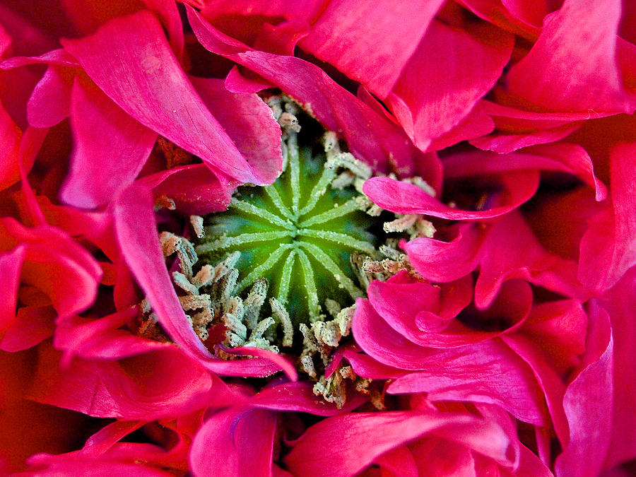 Poppy in Bud Photograph by Mark Egerton