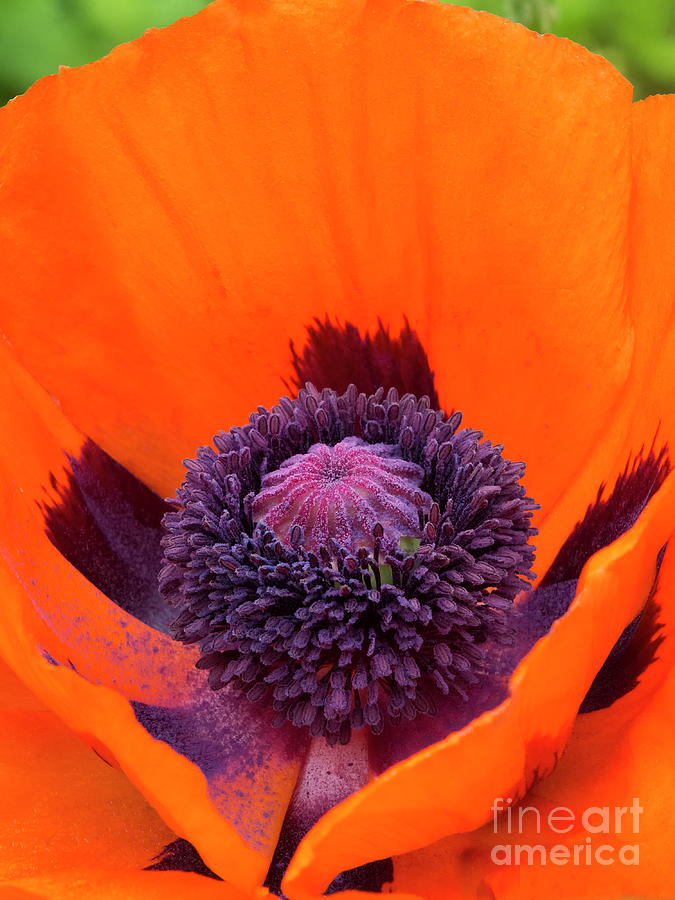 Poppy Photograph - Poppy in Macro by Mike Nellums