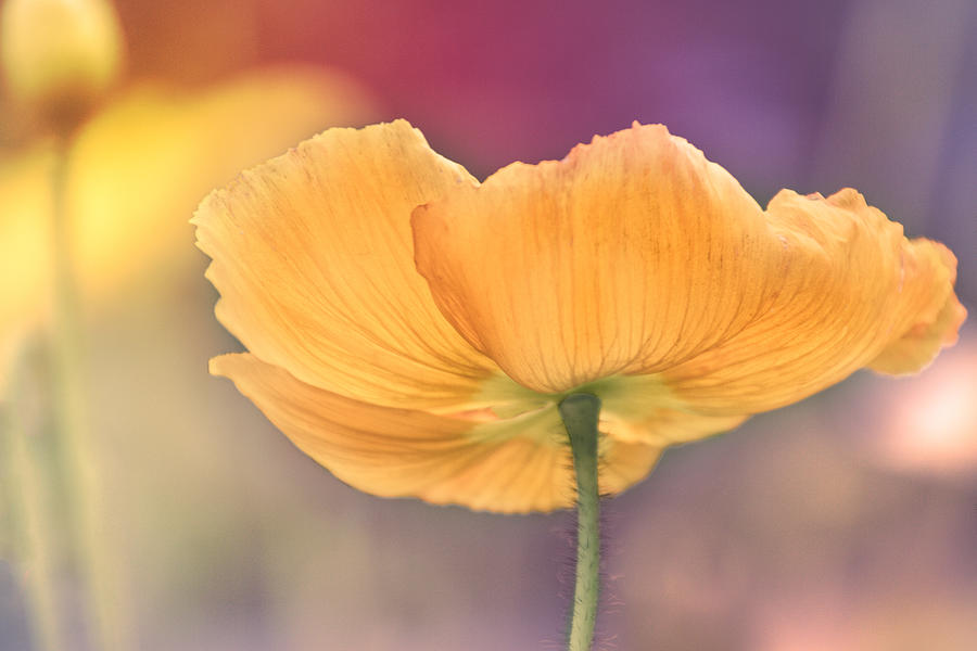 Poppy in pastels Digital Art by Terry Davis