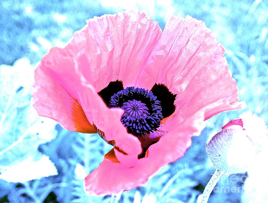 Poppy in Pink Photograph by Elisabeth Derichs