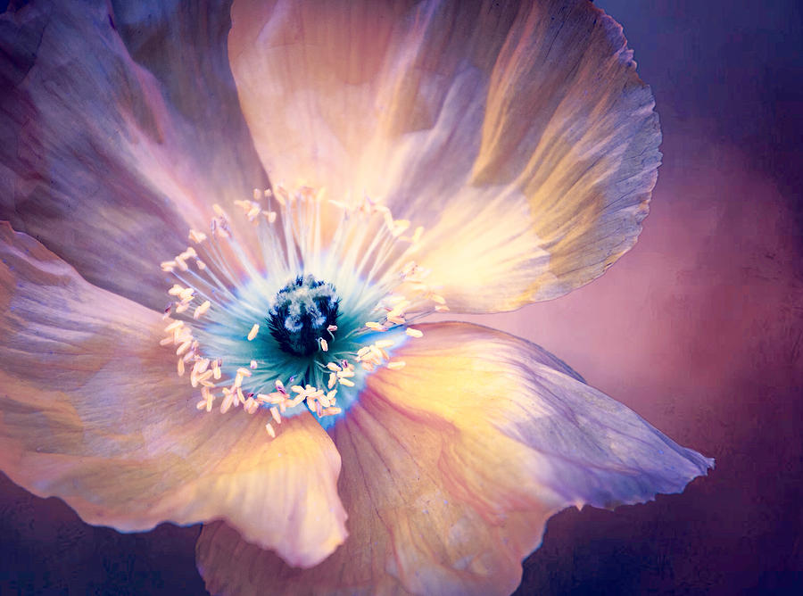 Poppy in Purples Digital Art by Terry Davis