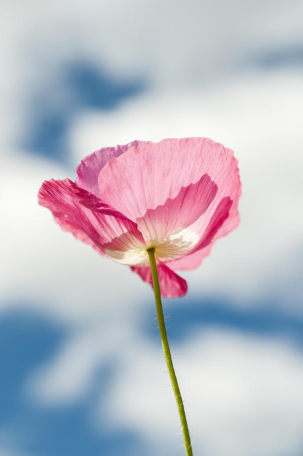 Poppy in the Clouds Photograph by Robert Potts