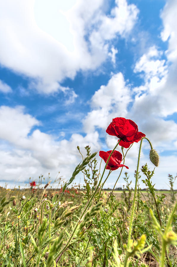 Poppy Photograph - Poppy in the field by Alex Hiemstra