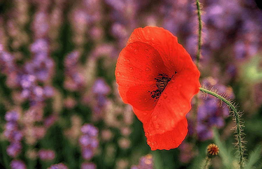 Poppy in the Lavender Field Photograph by Plamen Petkov