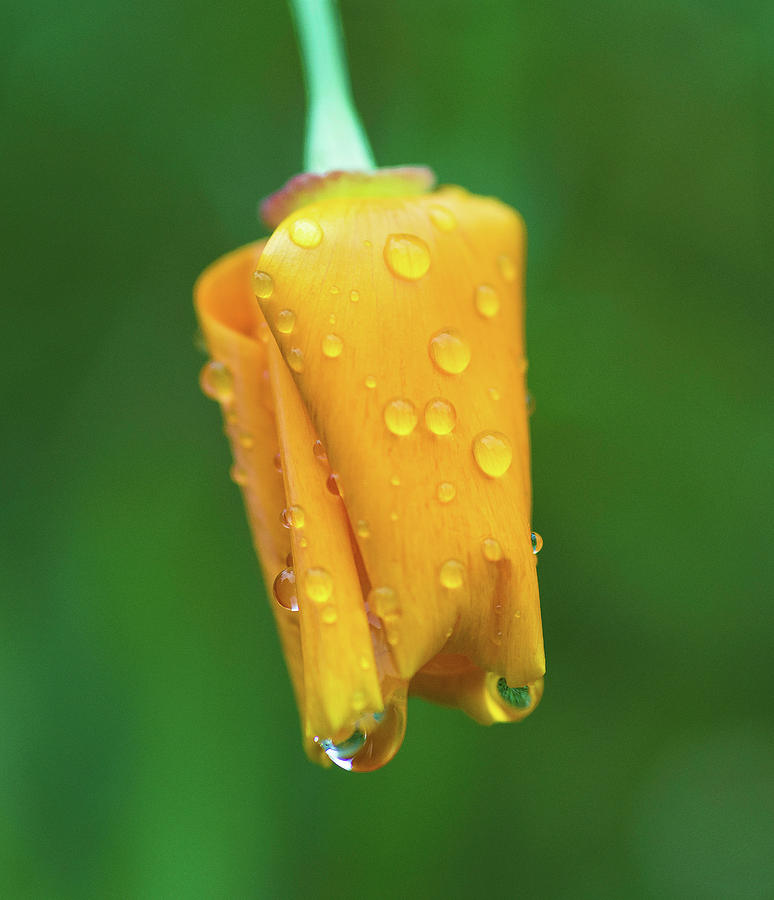 Poppy Photograph - Poppy in the Rain by Jack Milton