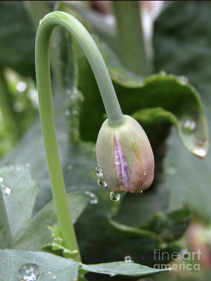 Poppy In The Rain Photograph by Kim Tran