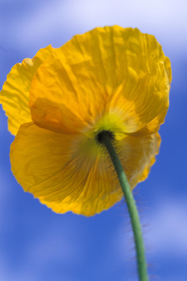 Poppy in the Sky Photograph by Kathy Yates