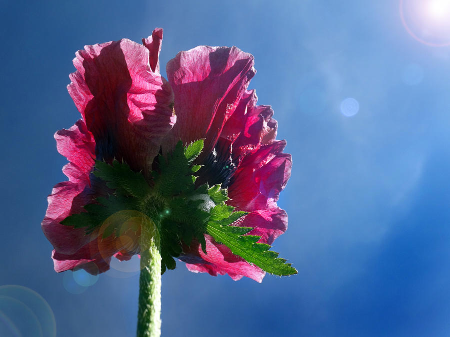 Poppy in the Sun Photograph by David T Wilkinson