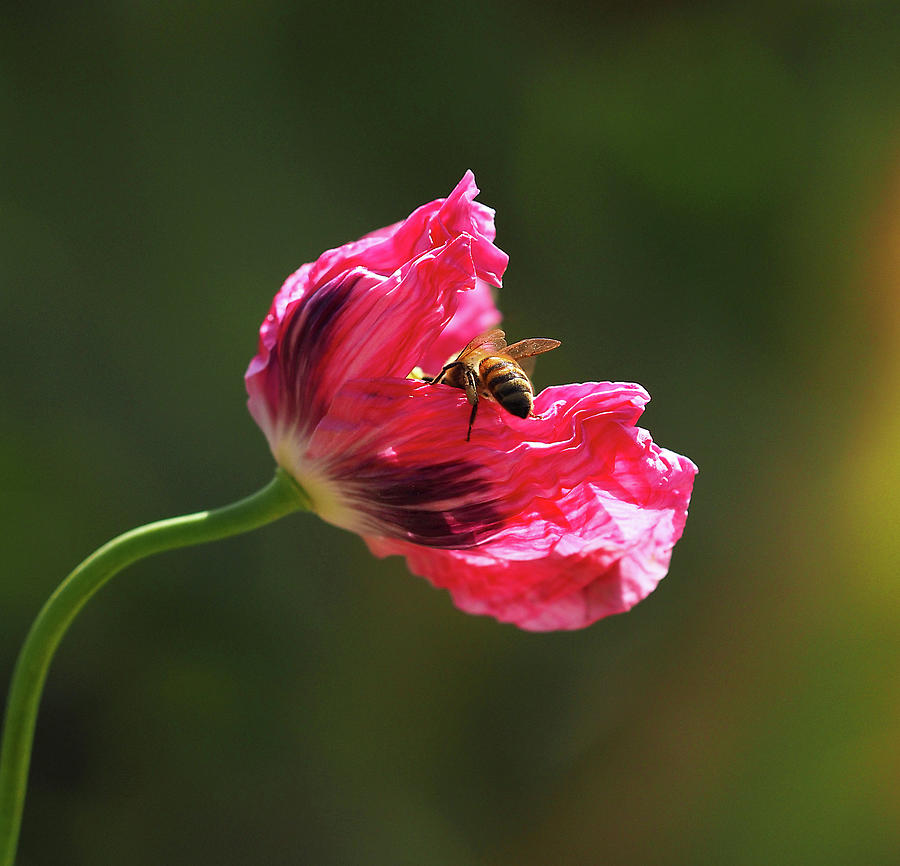 Flower Photograph - Opium Poppy Investigator by Joe Schofield