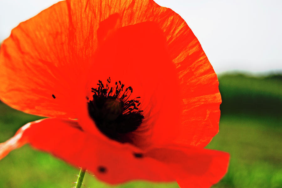 Poppy It Is Photograph by Tinto Designs