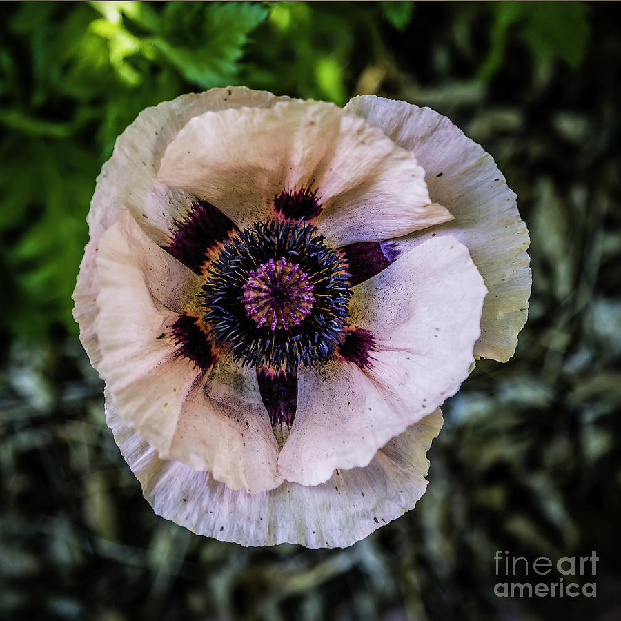 Poppy Photograph - Poppy by Jon Burch Photography