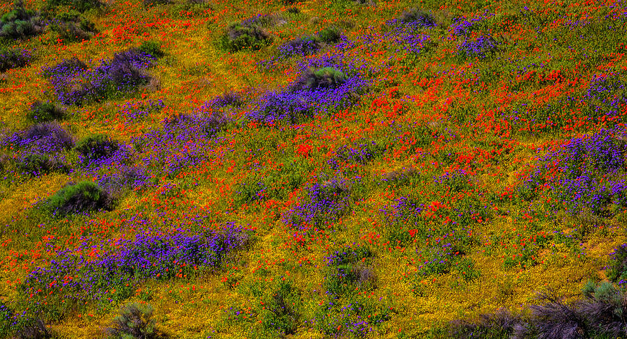 Poppy Landscape Photograph by Garry Gay