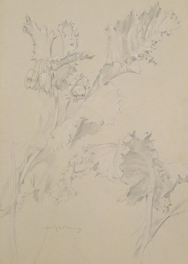 Albert Williams Drawing - Poppy Leaves by Albert Williams