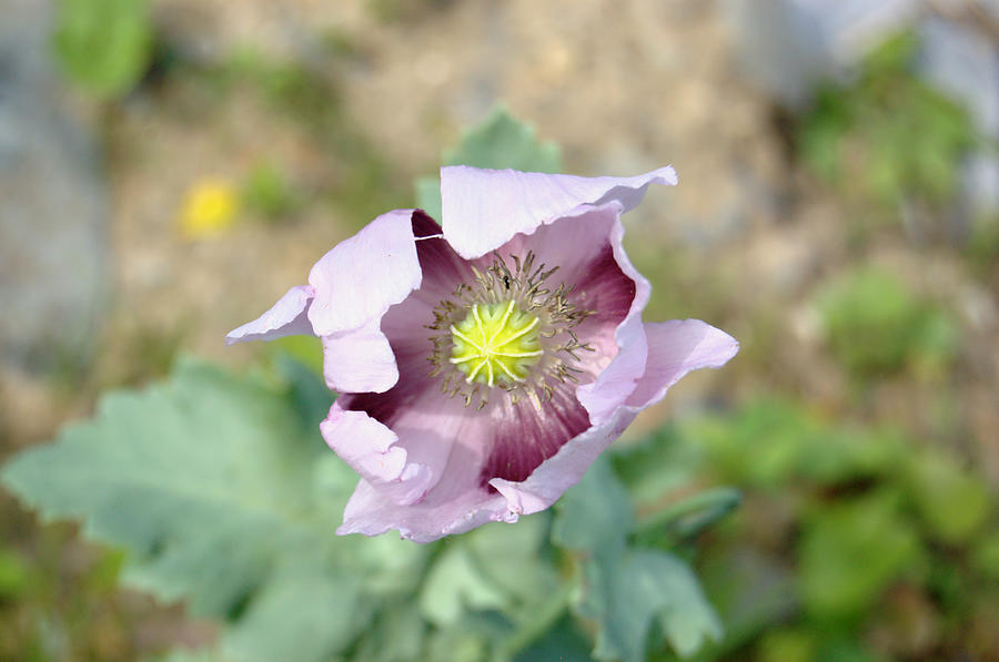 Pink Poppy Bloom Photograph