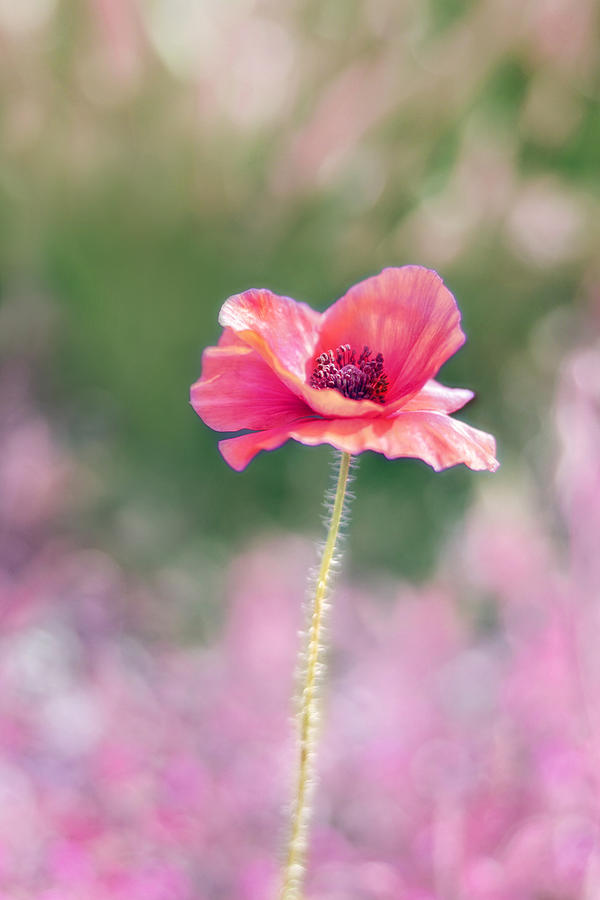 Queen Photograph - Poppy Love by Amy Tyler