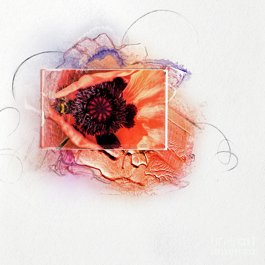 Poppy Love Digital Art by Gillian Singleton