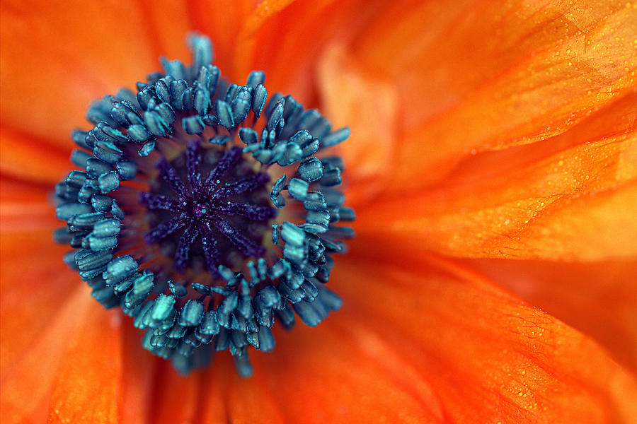 Flower Photograph - Poppy Macro by Joseph Skompski