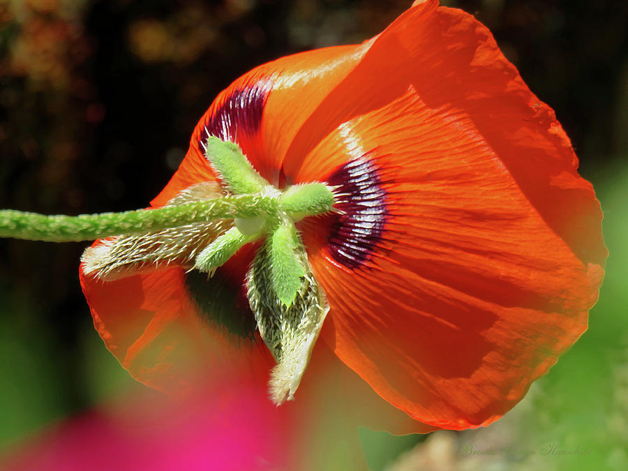 Poppy Magic - Images from the Garden - Floral Photography and Art Photograph by Brooks Garten Hauschild