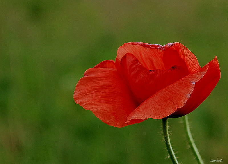 Flower Photograph - Poppy by Marija Djedovic