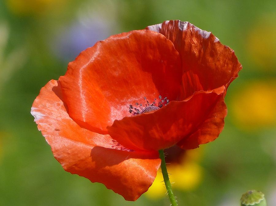 Poppy Photograph by Monique Michel - Fine Art America