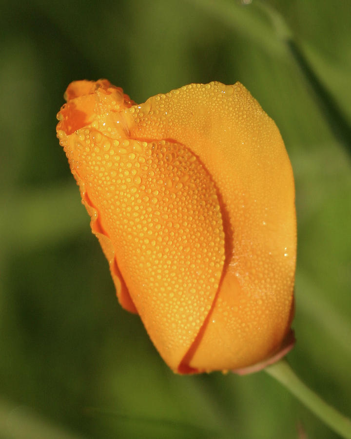 Poppy Photograph - Poppy Morning Dew by Jeff Floyd CA