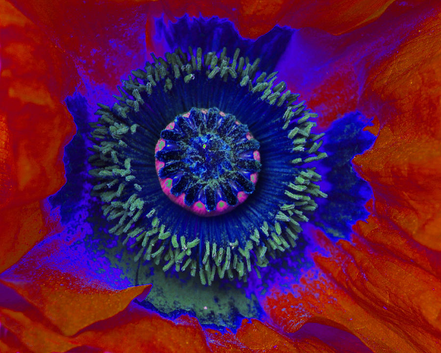 Poppy Photograph - Poppy Nebula by Diane E Berry