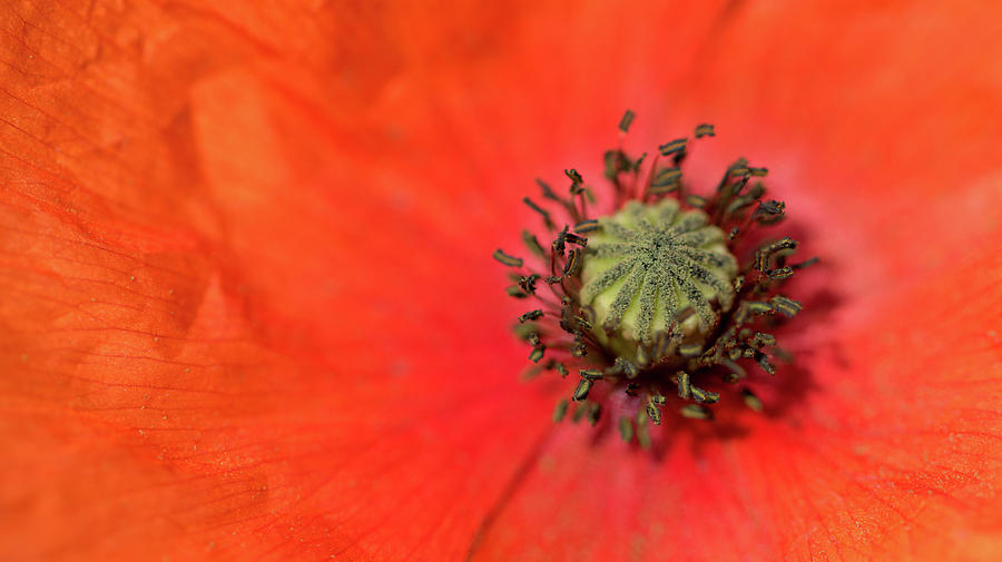 Poppy Nectar Photograph by Pete Walkden