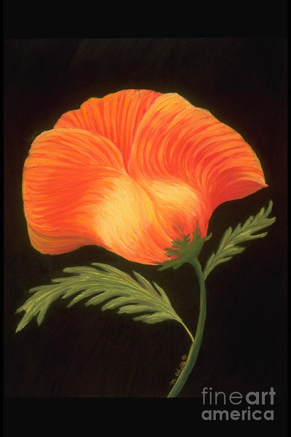 Poppy on a Black Field Painting by Mary Erbert